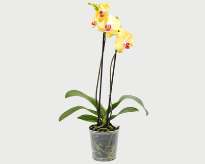 Yellow Phalaenopsis Orchid Miraflore
