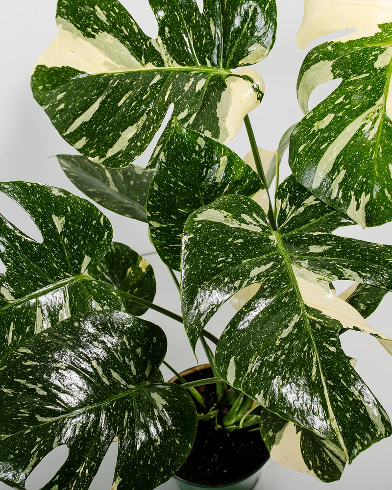 Medium Monstera Thai Constellation with Eco Pot