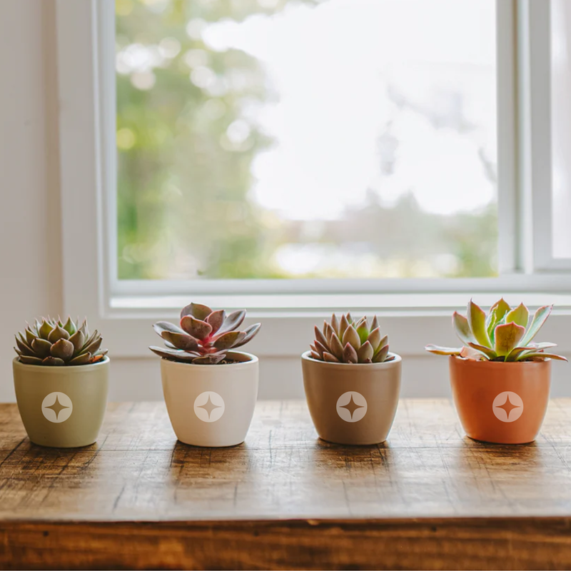 Branded Lively Root Petite Succulent Plant Kit