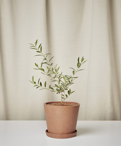 Olive Tree