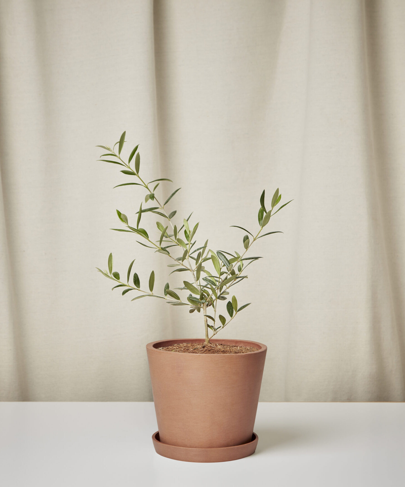 Olive Tree