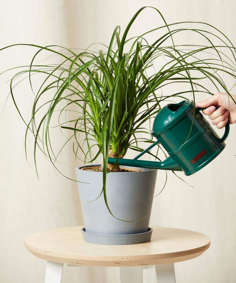 Ponytail Palm