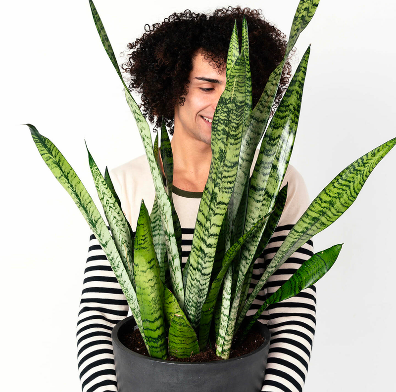 Sansevieria Snake Plant
