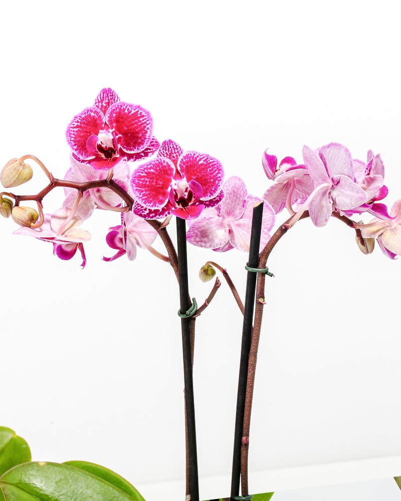 Moth Orchid Bundle