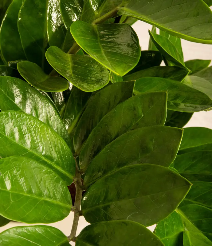 Large ZZ Plant in Self Watering Ceramic Potter
