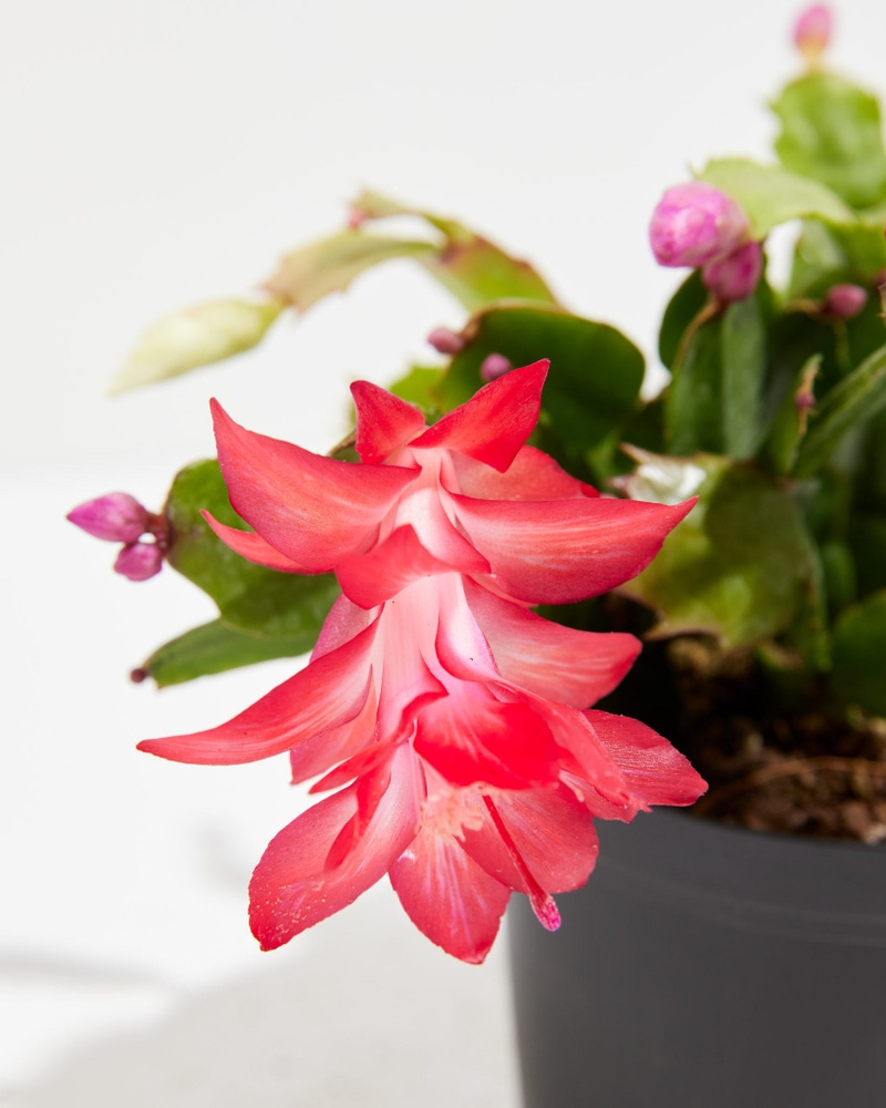 Red Christmas Cactus