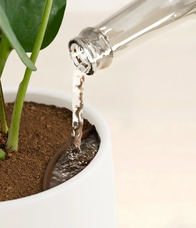 Small Jade Pothos in Self Watering Ceramic Potter