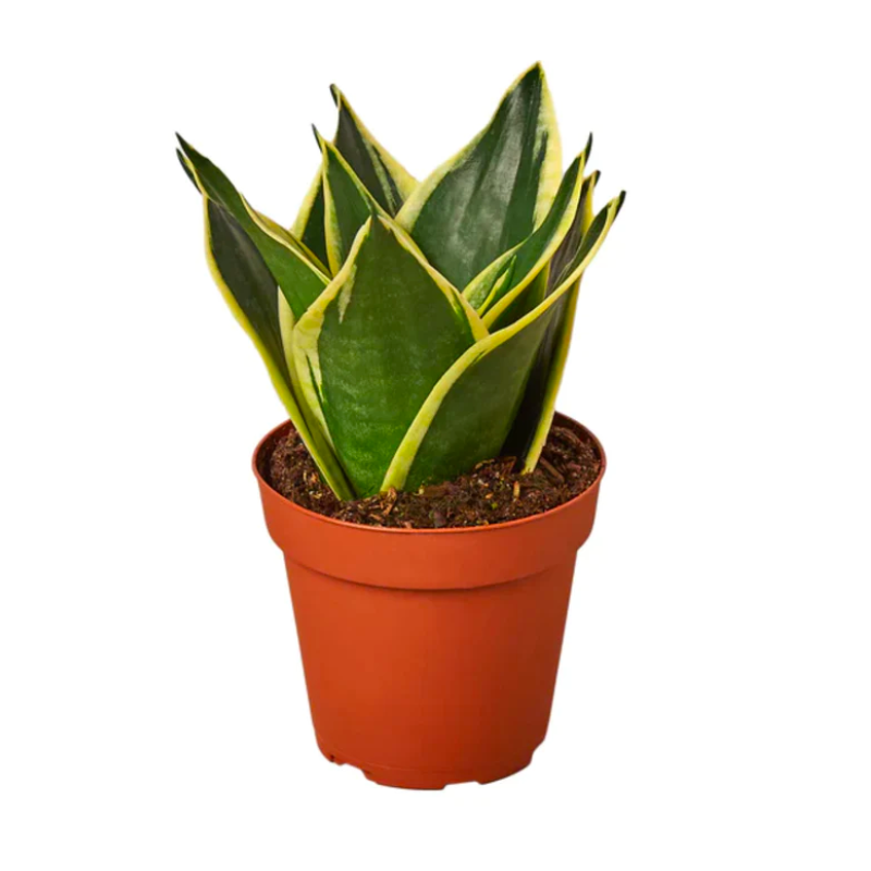 Snake Plant
