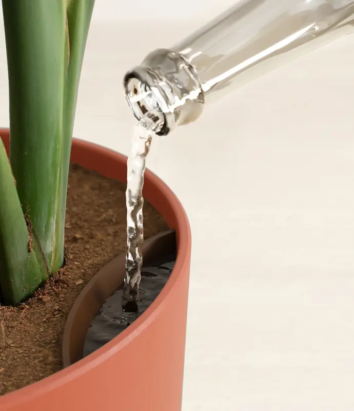 Huge Bird of Paradise in Self Watering Ceramic Potter