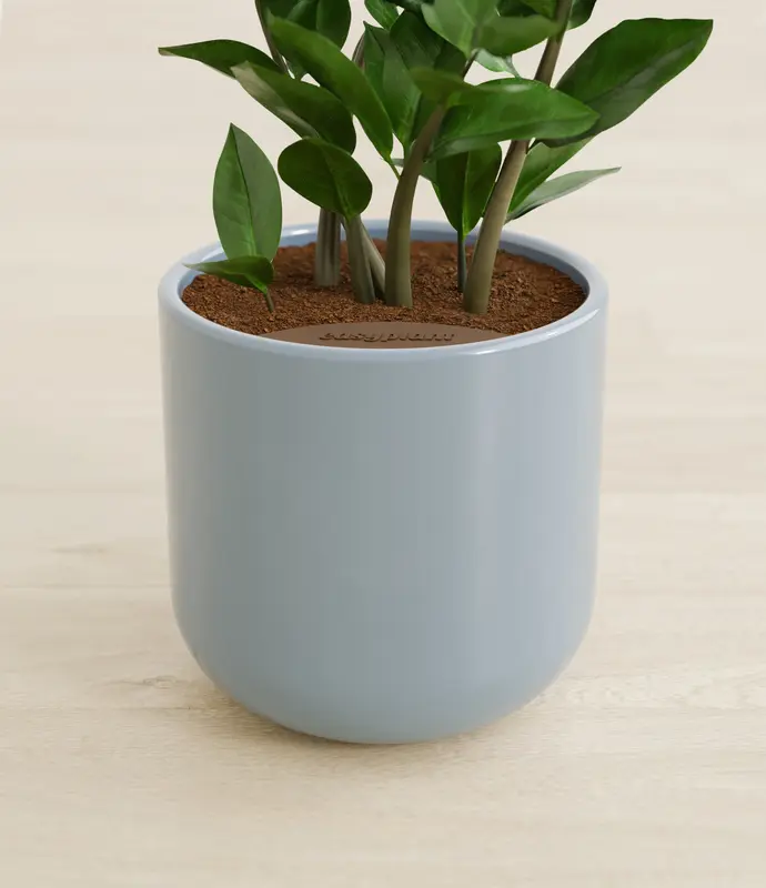 Small ZZ Plant in Self Watering Ceramic Potter