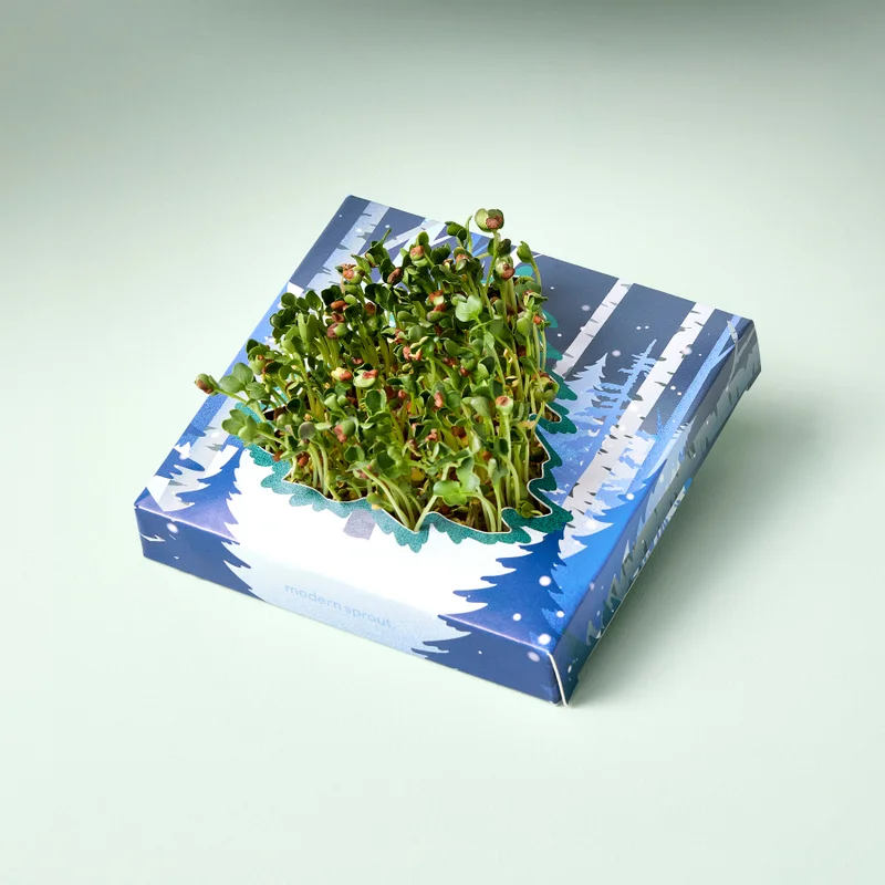 Winter Wonderland Microgreens Kit
