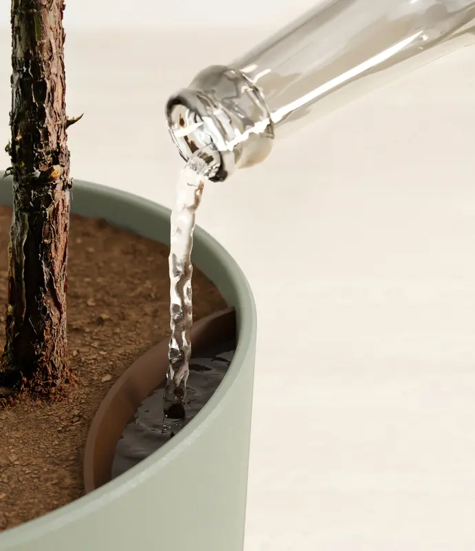 Huge Fiddle Leaf Fig in Self Watering Ceramic Potter