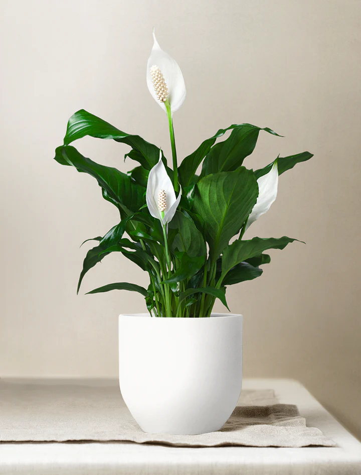 Peace Lily Plant