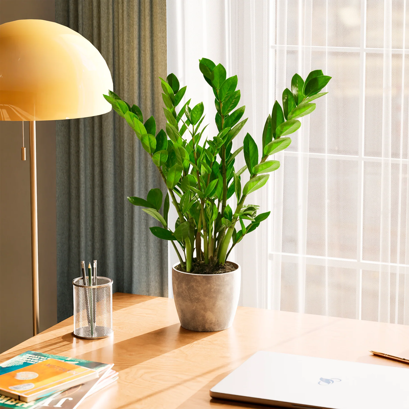 Medium ZZ Plant with Eco Pot