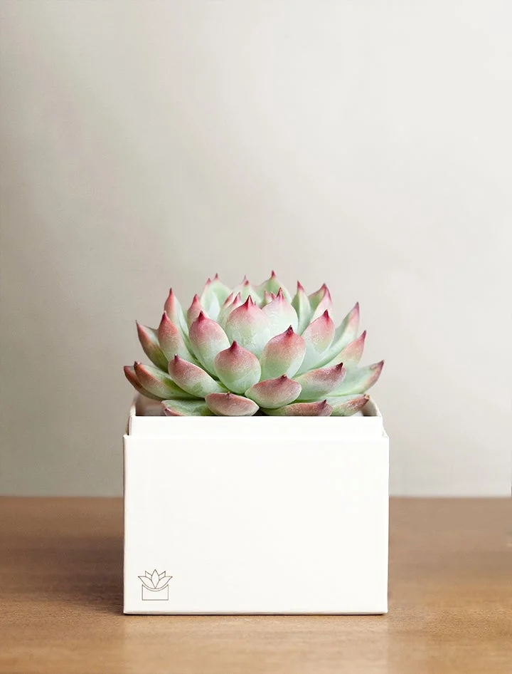 Happy New Year Bliss Garden