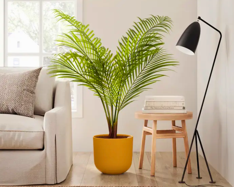 Huge Majesty Palm in Self Watering Ceramic Potter