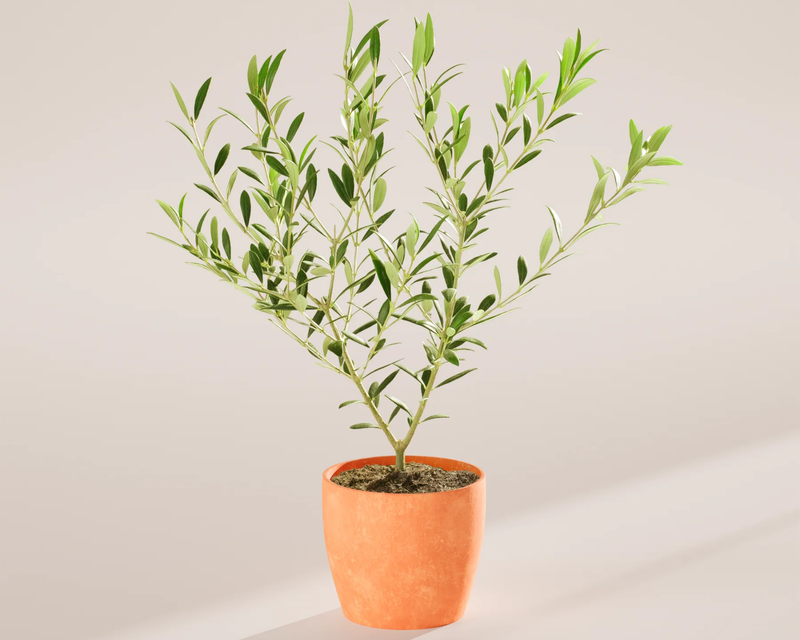 Medium Indoor Olive Tree with Eco Pot