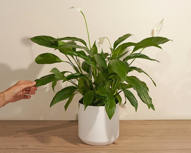 Inner Peace Lily