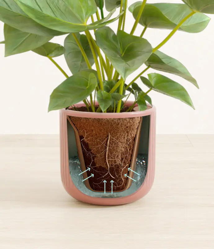 Small Anthurium Red in Self Watering Ceramic Potter