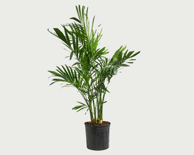 Areca Palm Indoor Tree, XL