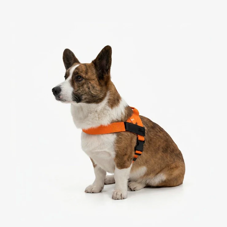 Dog Harness