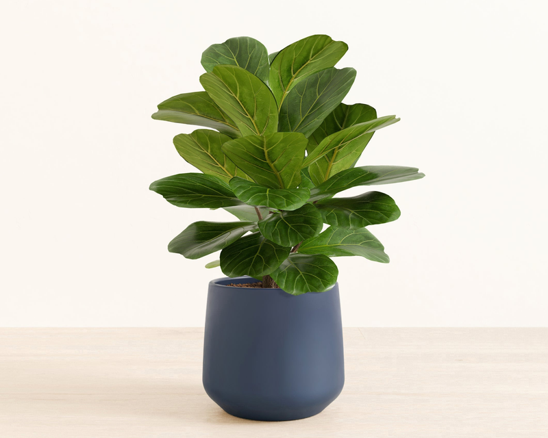 Medium Fiddle Leaf Fig in Self Watering Ceramic Potter