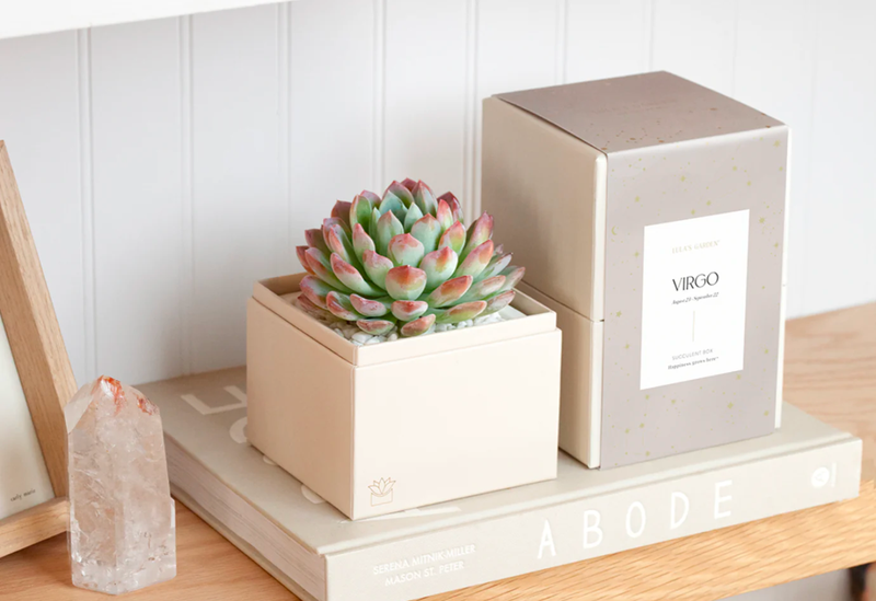 Lula's Garden birthday astrology succulent garden - sentimental birthday gift for grandma - $34
