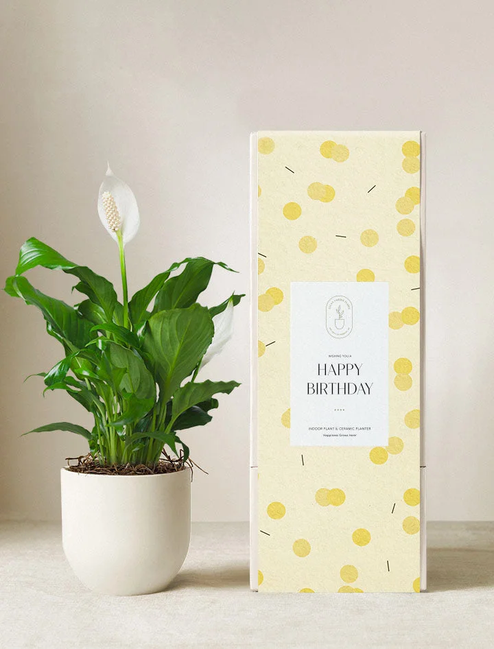 Peace Lily Plant