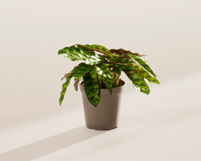 Calathea Rattlesnake, Medium