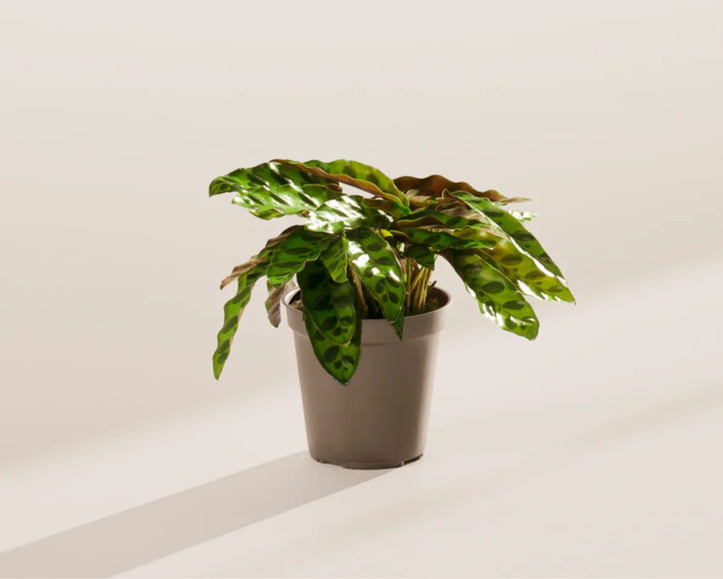 Calathea Rattlesnake, Medium