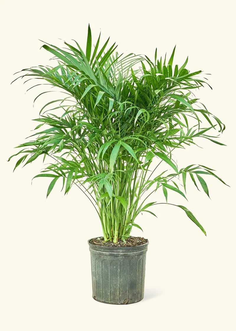 Cat Palm