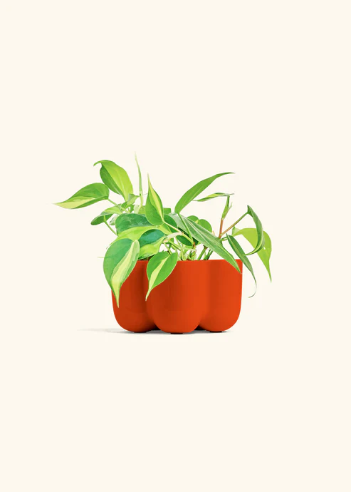 Philodendron Brazil with Petal Planter