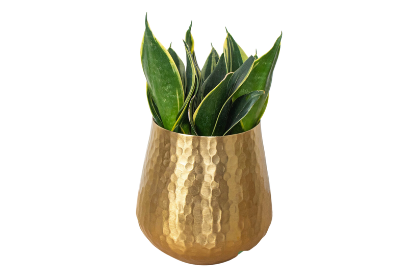 The Sloan Snake Plant 