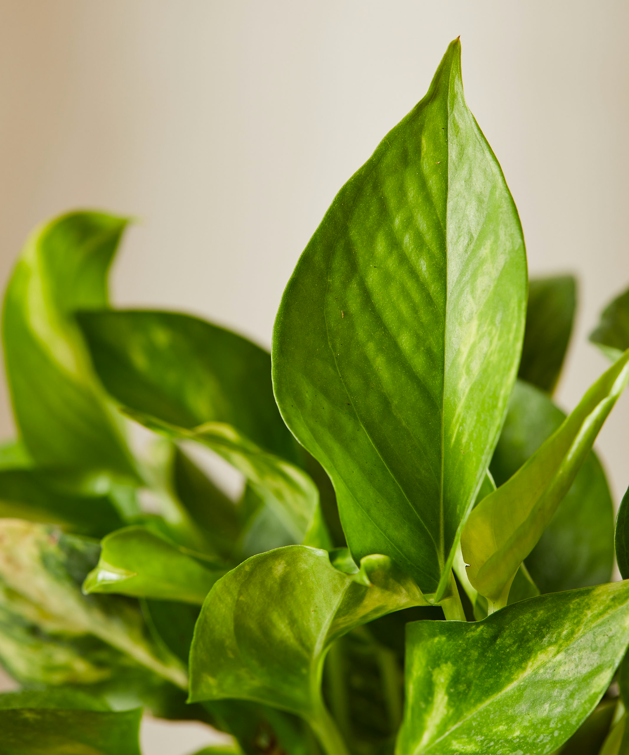 Bloomscape Pothos Collection - Thumbnail 4
