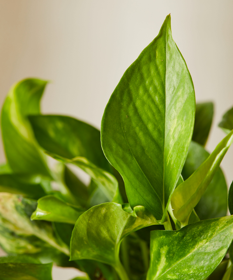 Pothos Collection