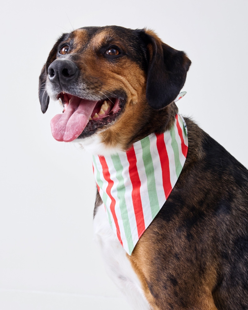 Good Dog Christmas