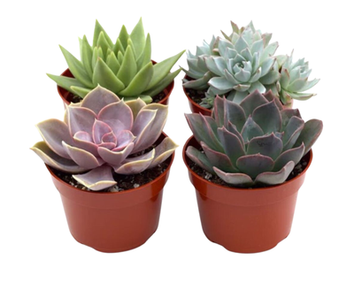 Succulent Variety Pack