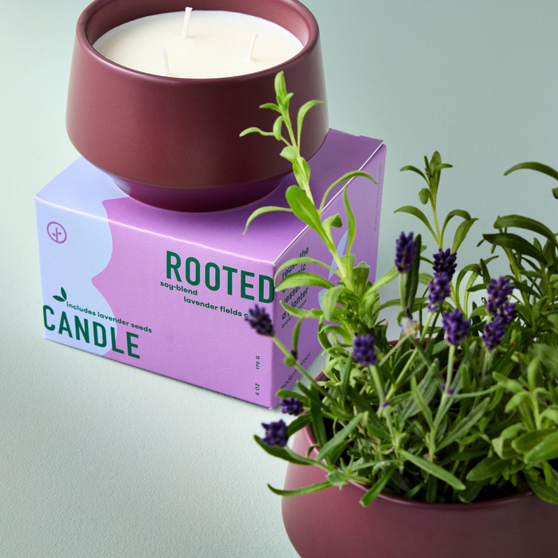 Rooted 3-Wick Candle