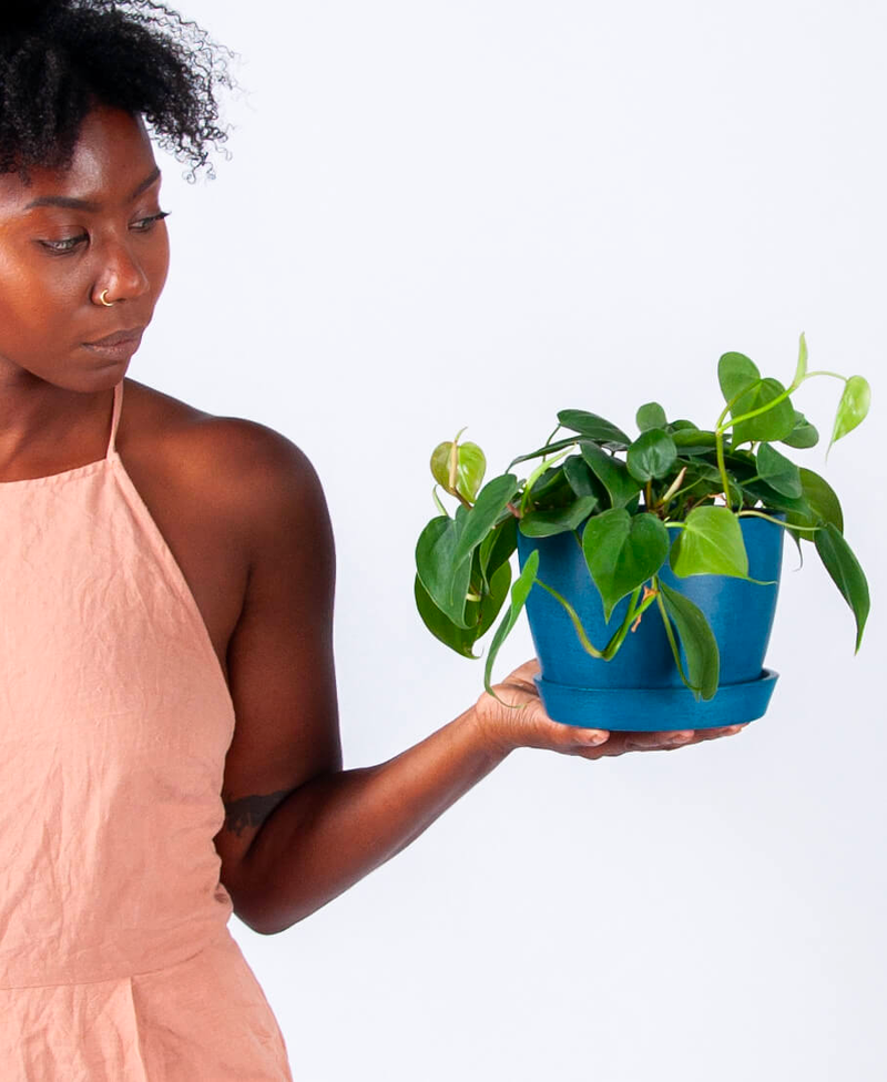 Philodendron Heartleaf
