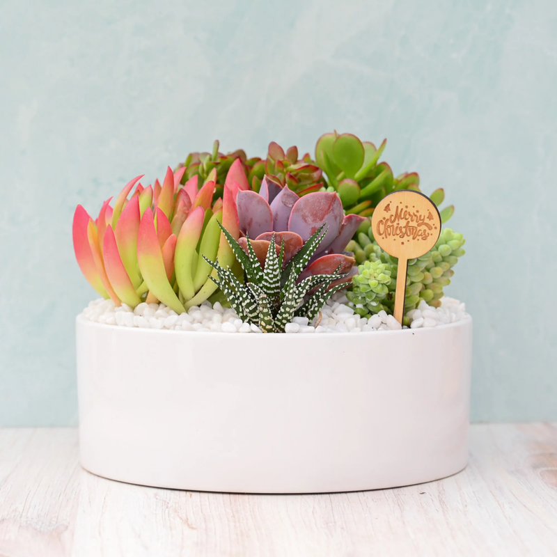 Holiday Mariposa Succulent Garden