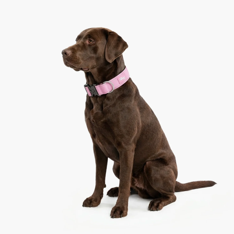 Tactical Dog Collar
