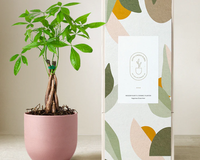 Money Tree Plant