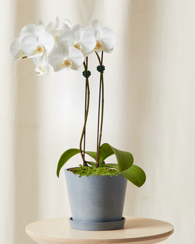 2' White Orchid