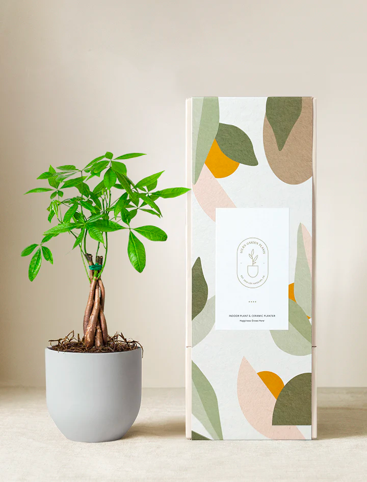 Money Tree Plant