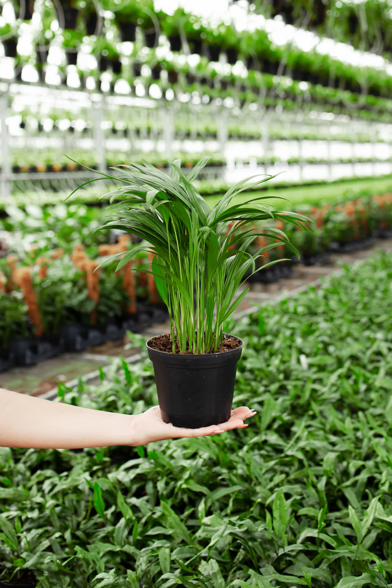 Areca Palm Indoor Tree, Small