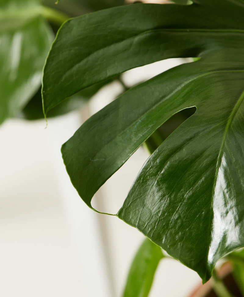 Monstera Deliciosa