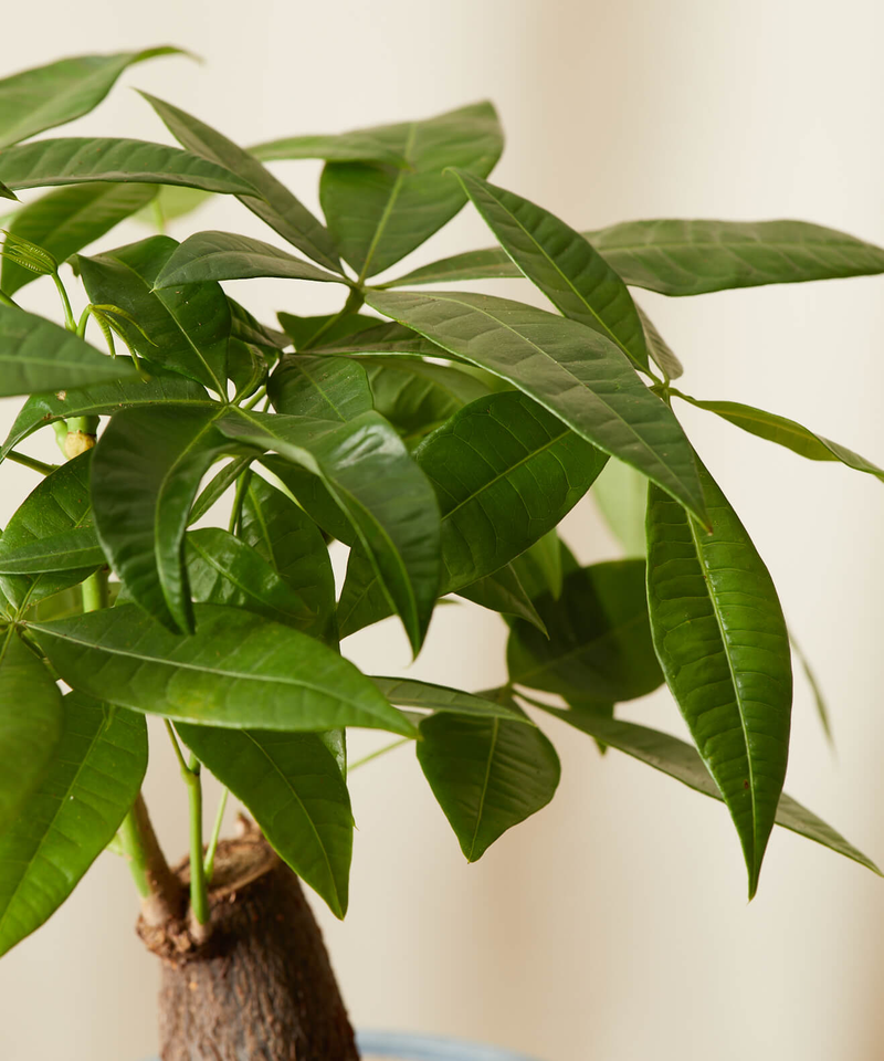 Mini Money Tree