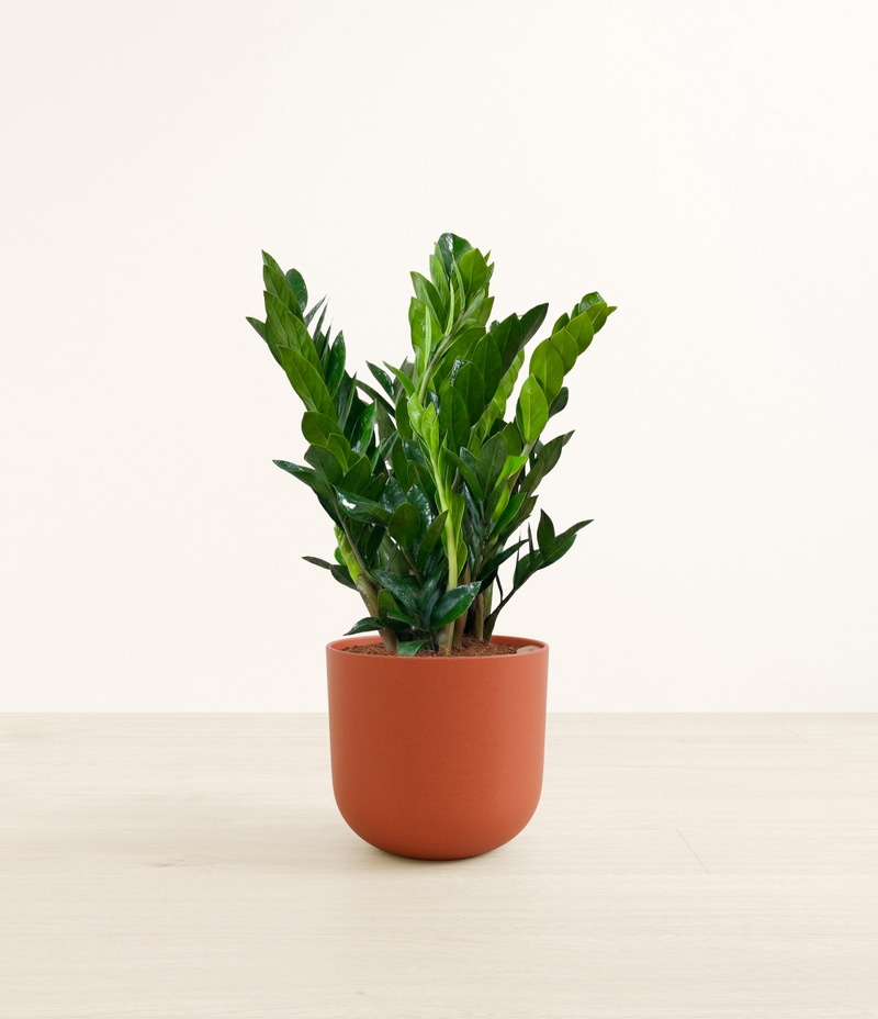 Large ZZ Plant in Self Watering Ceramic Potter