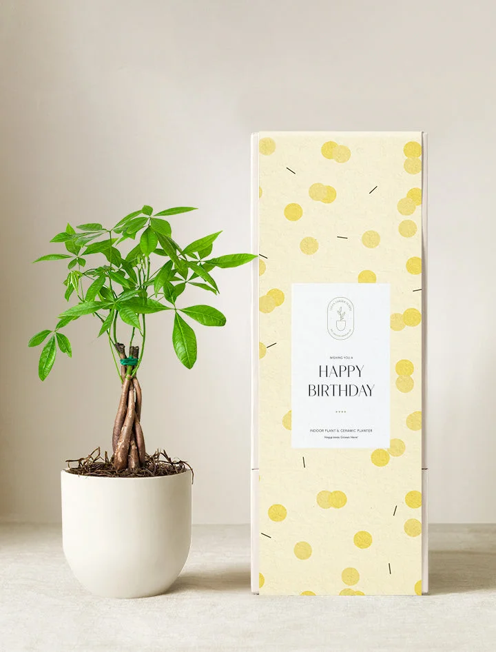 Money Tree Plant