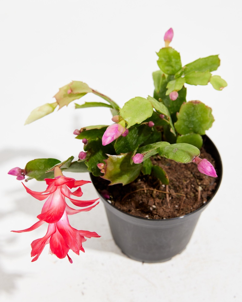 Red Christmas Cactus